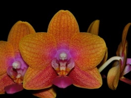 Phalaenopsis Peggy Tauscher Phoenix Sunrise HCC/AOS 77 pts.